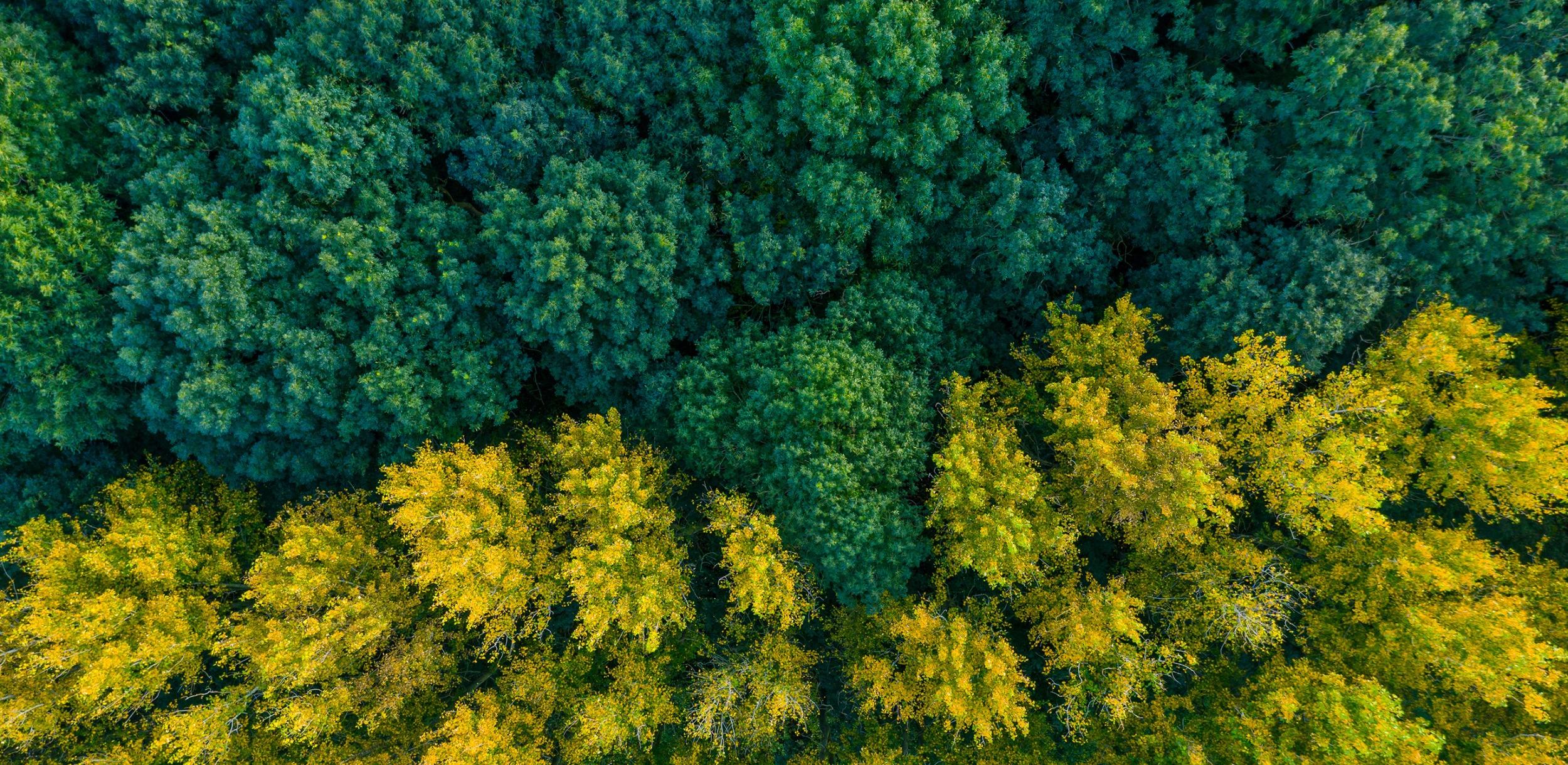 aerial view of a forest