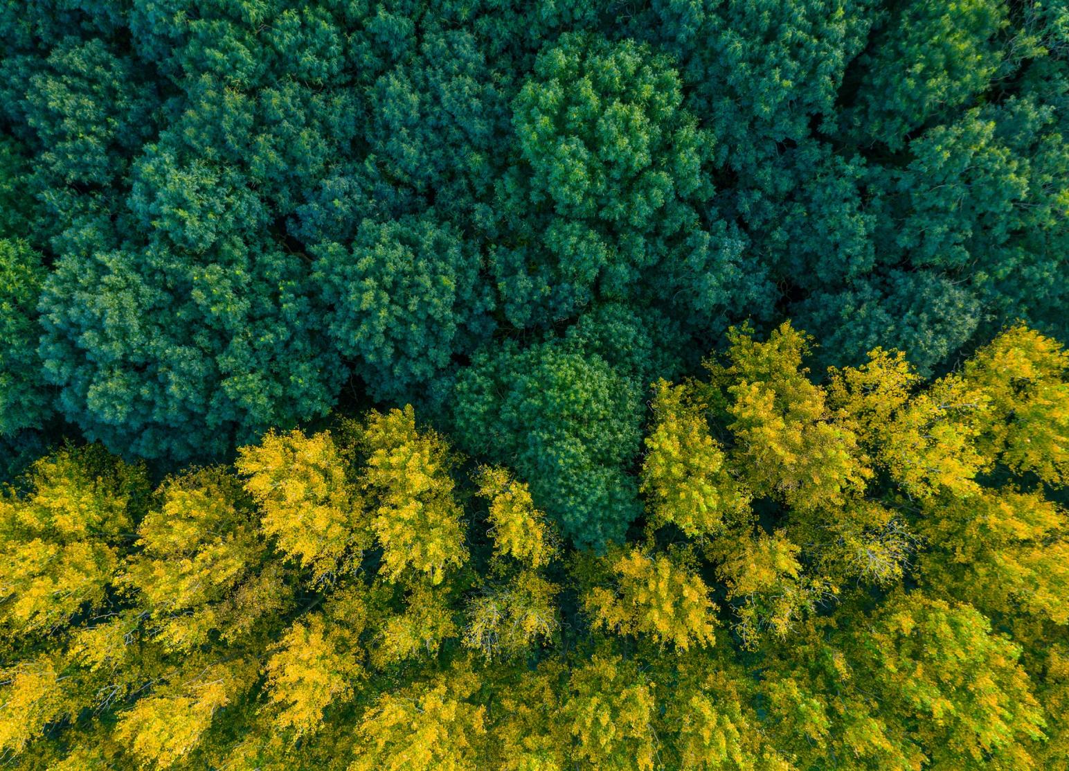 aerial view of a forest
