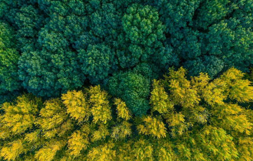 aerial view of a forest