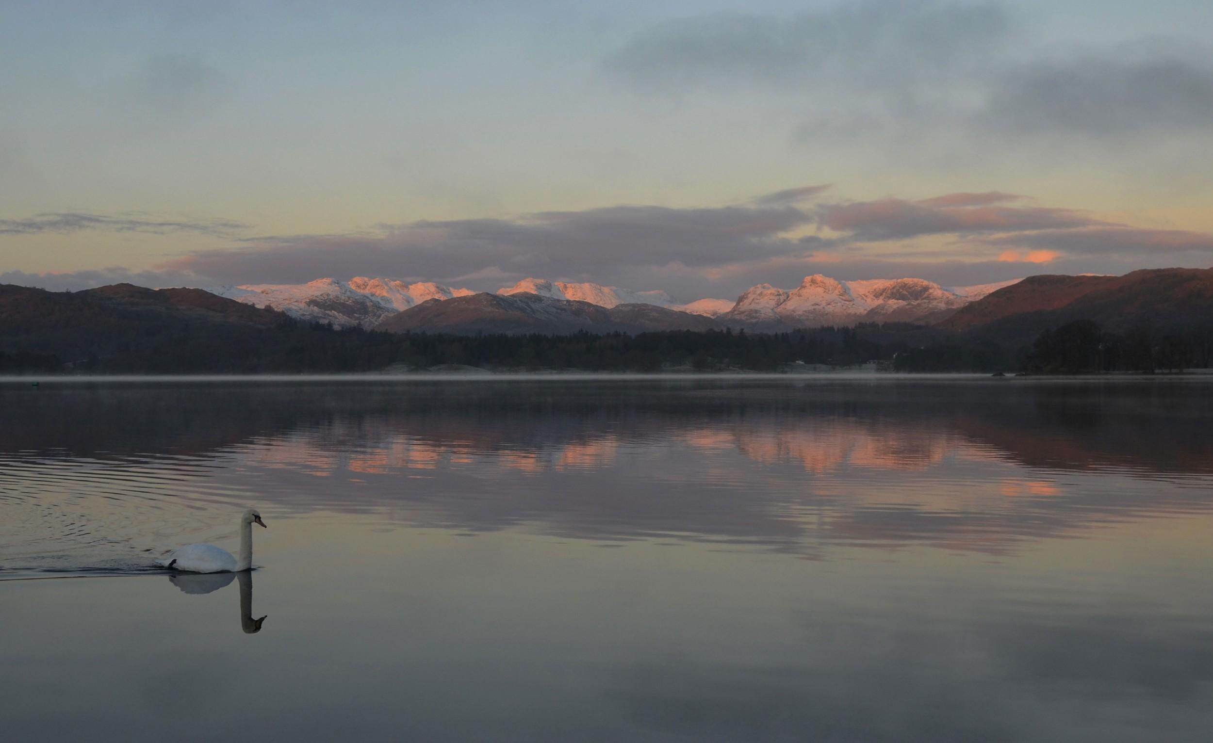 a swan on a lake