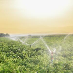 sprinklers in a field of crops