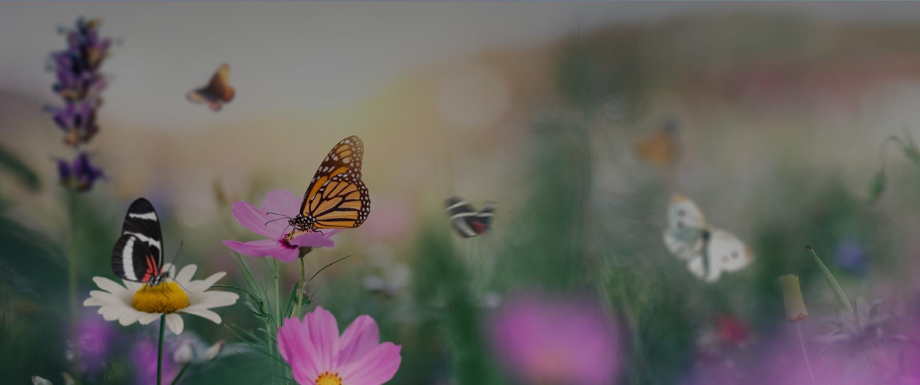 Butterflies in a meadow