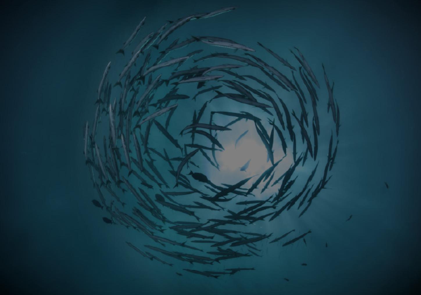 a school of fish